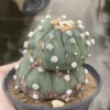 Succulent Plant Astrophytum asterias Garden Decor Boutique WYSIWYG