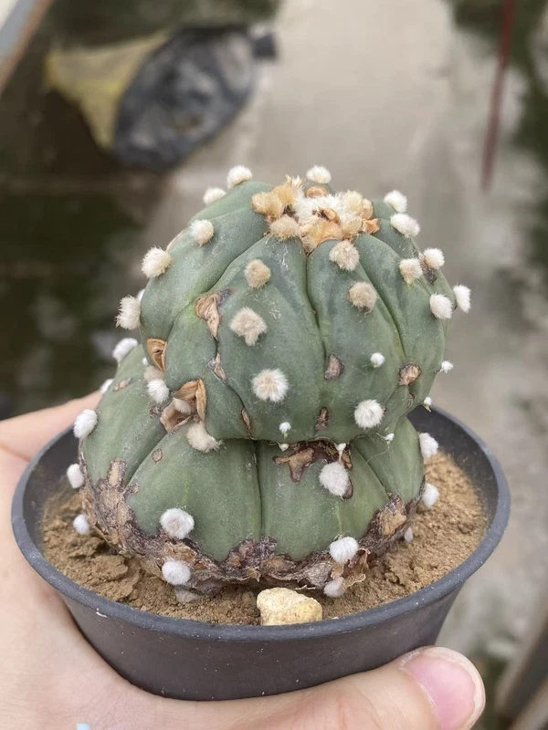 Succulent Plant Astrophytum asterias Garden Decor Boutique WYSIWYG