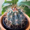 2PCS Melocactus Azureus “Turk’s Cap Cactus”, Raresucculents cactus plants 4-5CM