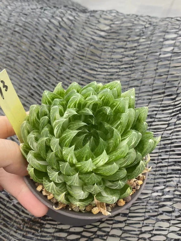 Raresucculent Haworthia cooperi var. Picturata Liliaceae Variegated WYSIWYG