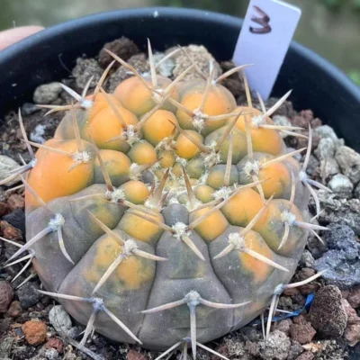5.7CMRareSucculent Plant Gymnocalycium stellatum variegated WYSIWYG#3 seedgrowth