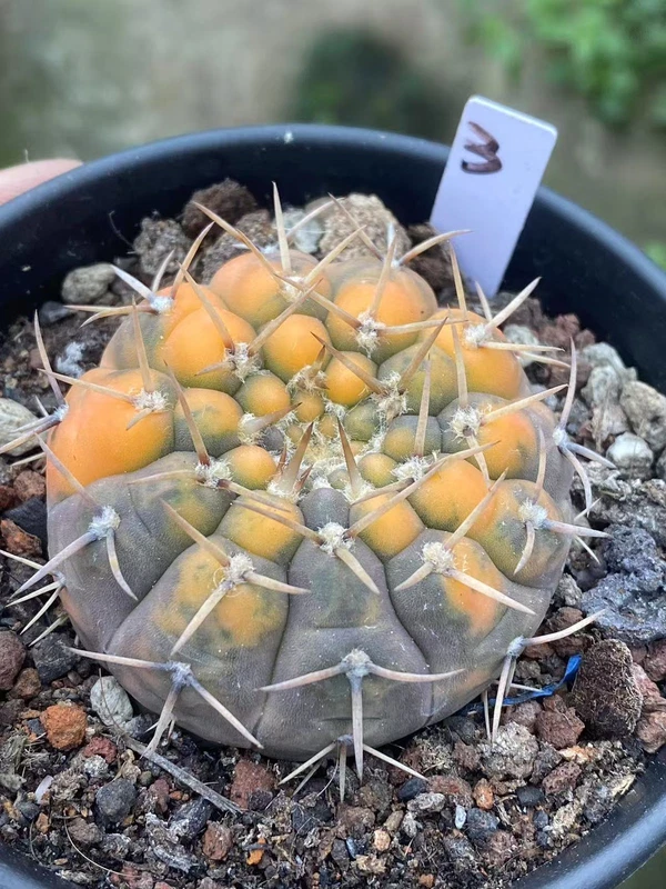 5.7CMRareSucculent Plant Gymnocalycium stellatum variegated WYSIWYG#3 seedgrowth