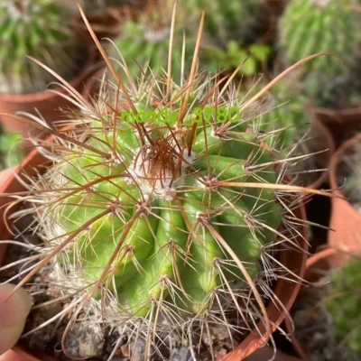 Succulent Cactus Home Potted Garden Decoration Beautiful Plants 5CM