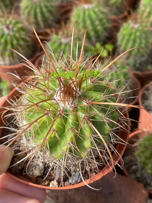 Succulent Cactus Home Potted Garden Decoration Beautiful Plants 5CM