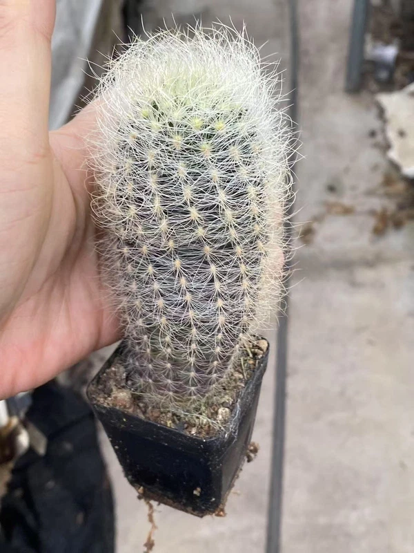 Raresucculents cactus plant Neoporteria Home Bonsai Decor flower plant WYSIWYG