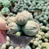 6cm Euphorbia obesa Multiple heads Succulent plants potted Home Garden Plants