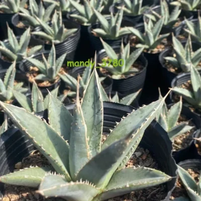 Cactus Succulent Plant Agave purpusorum ghiesbreghtii beautiful cacti 10CM