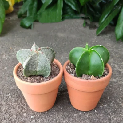 2PCS 4-5cm Cactus Plants Astrophytum Asterias RareCactus white and green