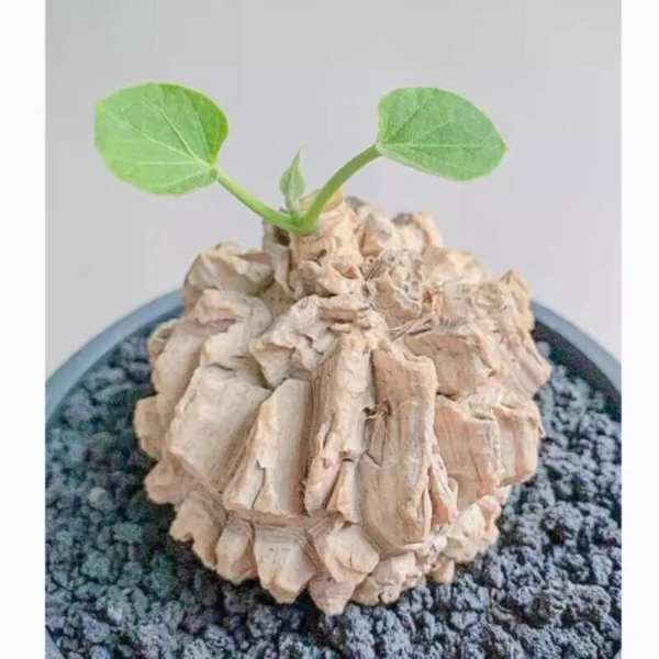 Matelea cyclophylla Cactus Succulent Plant beautiful Garden Plant 2.5-3CM