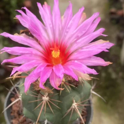 RareSucculent Plant Thelocactus heterochromus Garden Décor Boutique seedgrowth