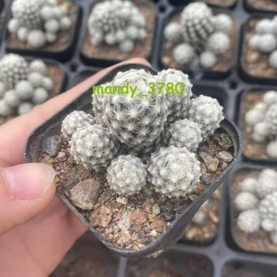 1/3PCS 3-5CM Cactus Plants Escobariasneedii subsp. leei RareCactus Succulent