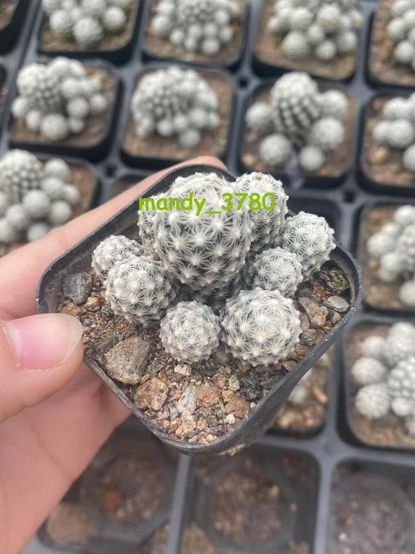 1/3PCS 3-5CM Cactus Plants Escobariasneedii subsp. leei RareCactus Succulent