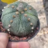 Astrophytum asterias Fukuryo Succulent Plant Seedgrown WYSIWYG Unique 16#