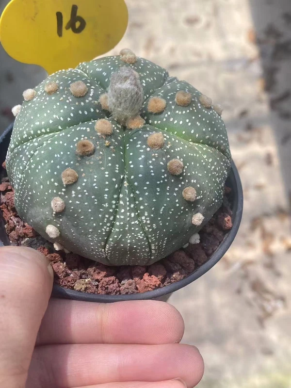 Astrophytum asterias Fukuryo Succulent Plant Seedgrown WYSIWYG Unique 16#