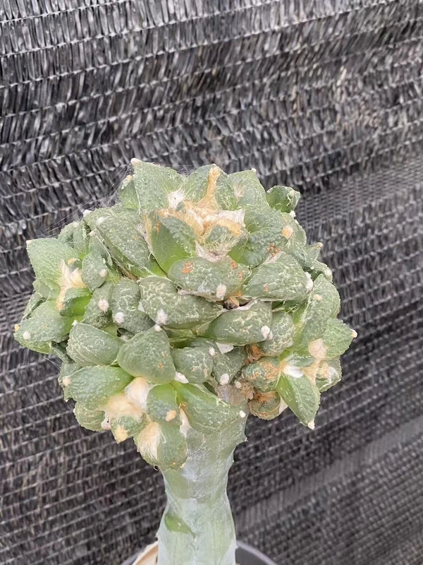 Multi Heads Ariocarpus retusus Succulents A·retusus CactusGrafted WYSIWYG 27#