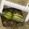 6-8cm Gasteria armstrongii variegated Succulent cactus Home plants