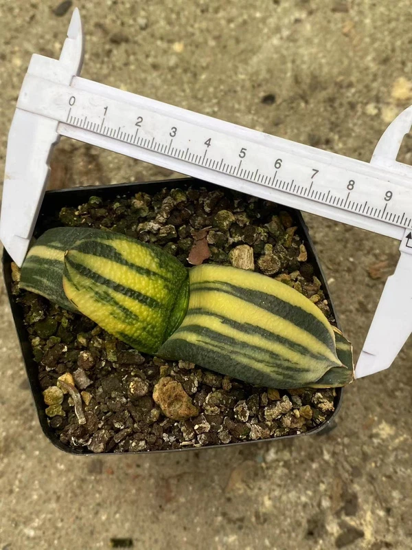 6-8cm Gasteria armstrongii variegated Succulent cactus Home plants