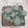 Multi-Head RareSucculent Plant Cactus Garden Decor Boutique WYSIWYG 85# 10CMpot