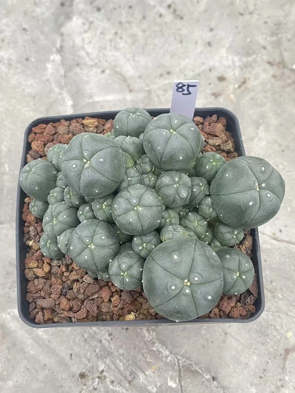 Multi-Head RareSucculent Plant Cactus Garden Decor Boutique WYSIWYG 85# 10CMpot