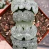 Haworthia truncata Succulent cactus potted Plants Home Garden 6-7CM