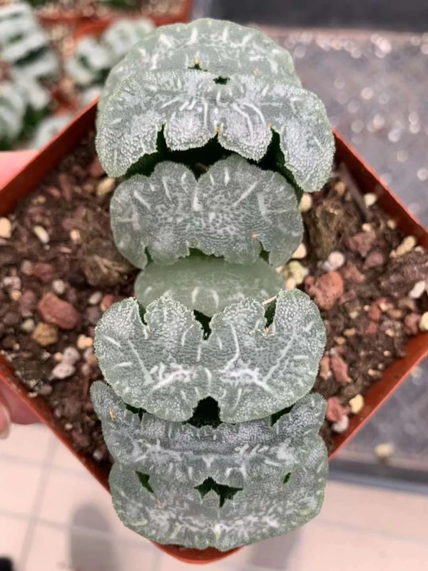 Haworthia truncata Succulent cactus potted Plants Home Garden 6-7CM