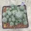 Multi-Head RareSucculent Plant Cactus Garden Decor Boutique WYSIWYG 91# 10CMpot
