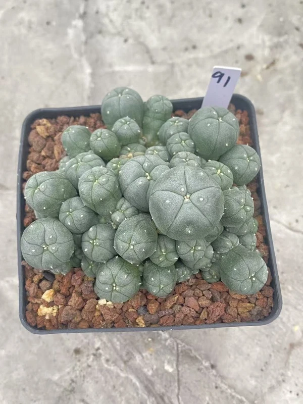 Multi-Head RareSucculent Plant Cactus Garden Decor Boutique WYSIWYG 91# 10CMpot