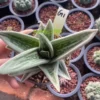 Gasteraloe Green Ice Rosette shape Succulent Plant WYSIWYG Garden Décor
