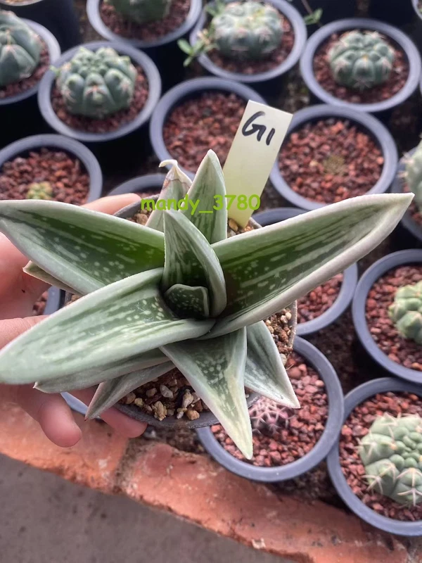 Gasteraloe Green Ice Rosette shape Succulent Plant WYSIWYG Garden Décor