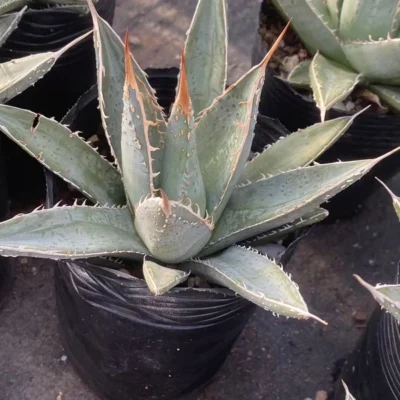 Agave purpusorum ghiesbreghtii Cactus Succulent Plant beautiful cacti 10-14CM