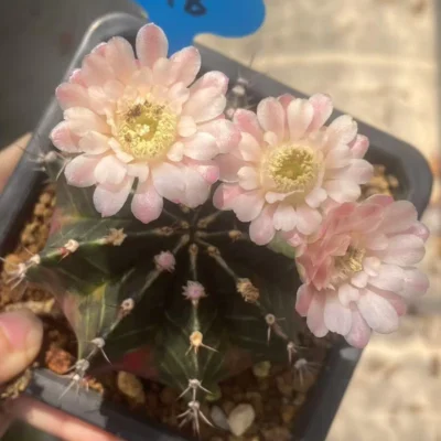 Gymnocalycium mihanovichii var Beautiful Cactus Family Color seedgrowth WYSIWYG