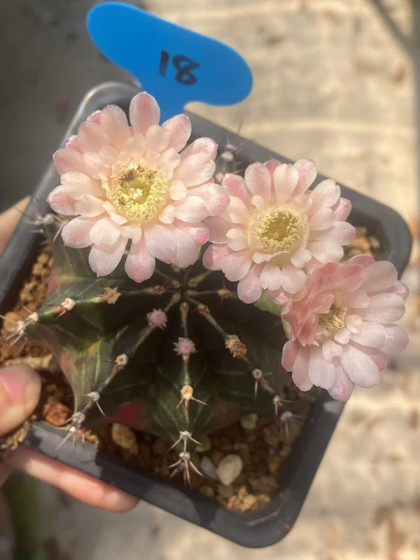 Gymnocalycium mihanovichii var Beautiful Cactus Family Color seedgrowth WYSIWYG
