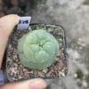 LFcactus Succulent Plant beautiful Home Garden Plant seedgrowth WYSIWYG K28