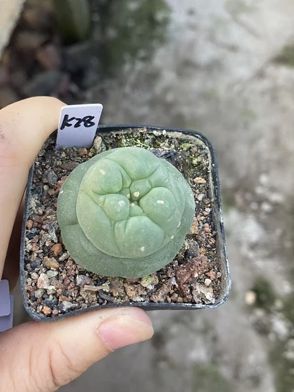 LFcactus Succulent Plant beautiful Home Garden Plant seedgrowth WYSIWYG K28