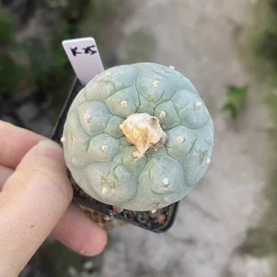 RareSucculent Plant LF Cactus seedgrowth Boutique Garden Decor WYSIWYG K25