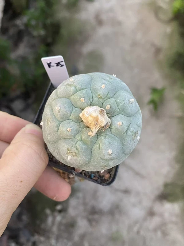 RareSucculent Plant LF Cactus seedgrowth Boutique Garden Decor WYSIWYG K25