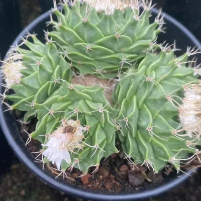 Obregonia denegrii Multi Heads Succulent Plant degraft Garden Décor Boutique