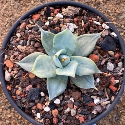 6-8CM agave spineless Cactus Succulent Plant Garden Décor Boutique