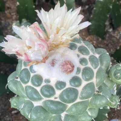 Coryphantha elephantidens cactusSucculentplant Garden Décor Boutique 10-12CM