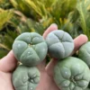 3/5/10pcs 3.5-4CM Succulent cactus home potted Garden beautiful Plant seedgrowth