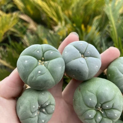 3/5/10pcs 3.5-4CM Succulent cactus home potted Garden beautiful Plant seedgrowth