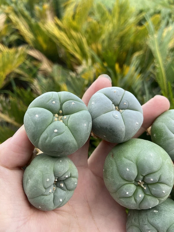 3/5/10pcs 3.5-4CM Succulent cactus home potted Garden beautiful Plant seedgrowth