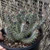 Multi Heads Succulent plants Euphorbia horwoodii Garden Décor Boutique WYSIWYG