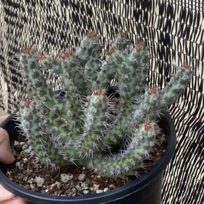 Multi Heads Succulent plants Euphorbia horwoodii Garden Décor Boutique WYSIWYG