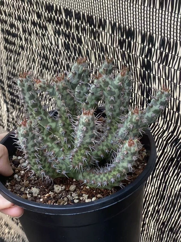 RareSucculent Plant Euphorbia Meloformis Variegated Garden Décor Boutique