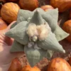 RareSucculent Plant Ariocarpus retusus seedgrowth Garden Décor Boutique 10-12CM