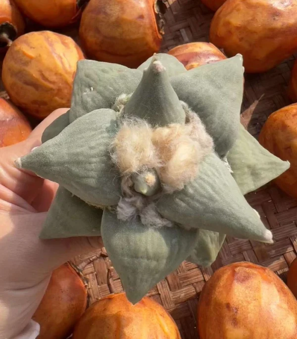 RareSucculent Plant Ariocarpus retusus seedgrowth Garden Décor Boutique 10-12CM