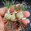 Succulent plants ornithogalum sardienii Garden beautiful Plants 2pcs1-1.5cm