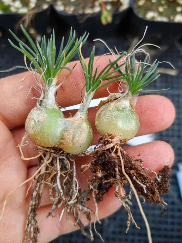 Succulent plants ornithogalum sardienii Garden beautiful Plants 2pcs1-1.5cm