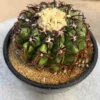 Succulent Plant Discocactus ferricola var. seedgrowth Garden Décor Boutique 4CM